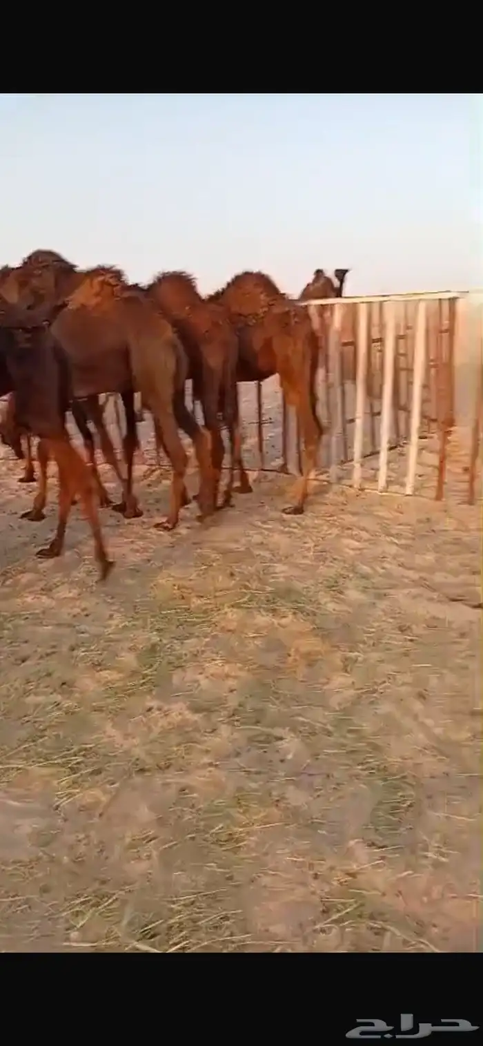 حشوان قصب بريه مراح واحد فيها عماني وبكره 0