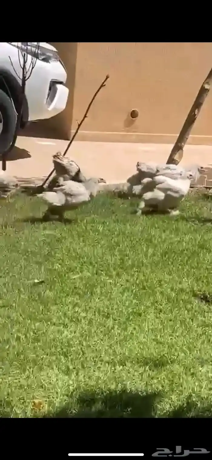 دجاج براهما 1