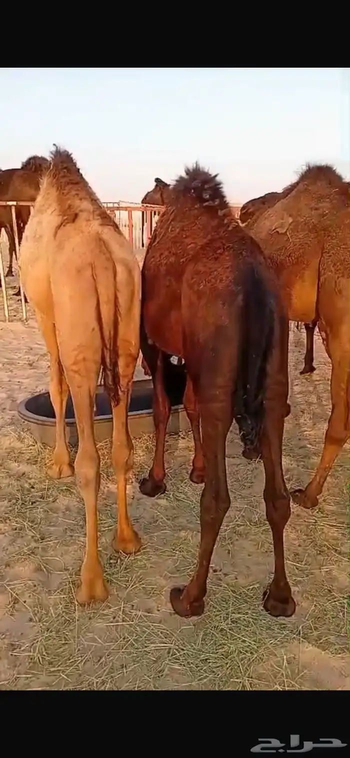 حشوان قصب بريه مراح واحد فيها عماني وبكره 3