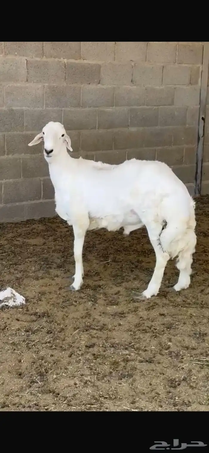 طلي جذع 0
