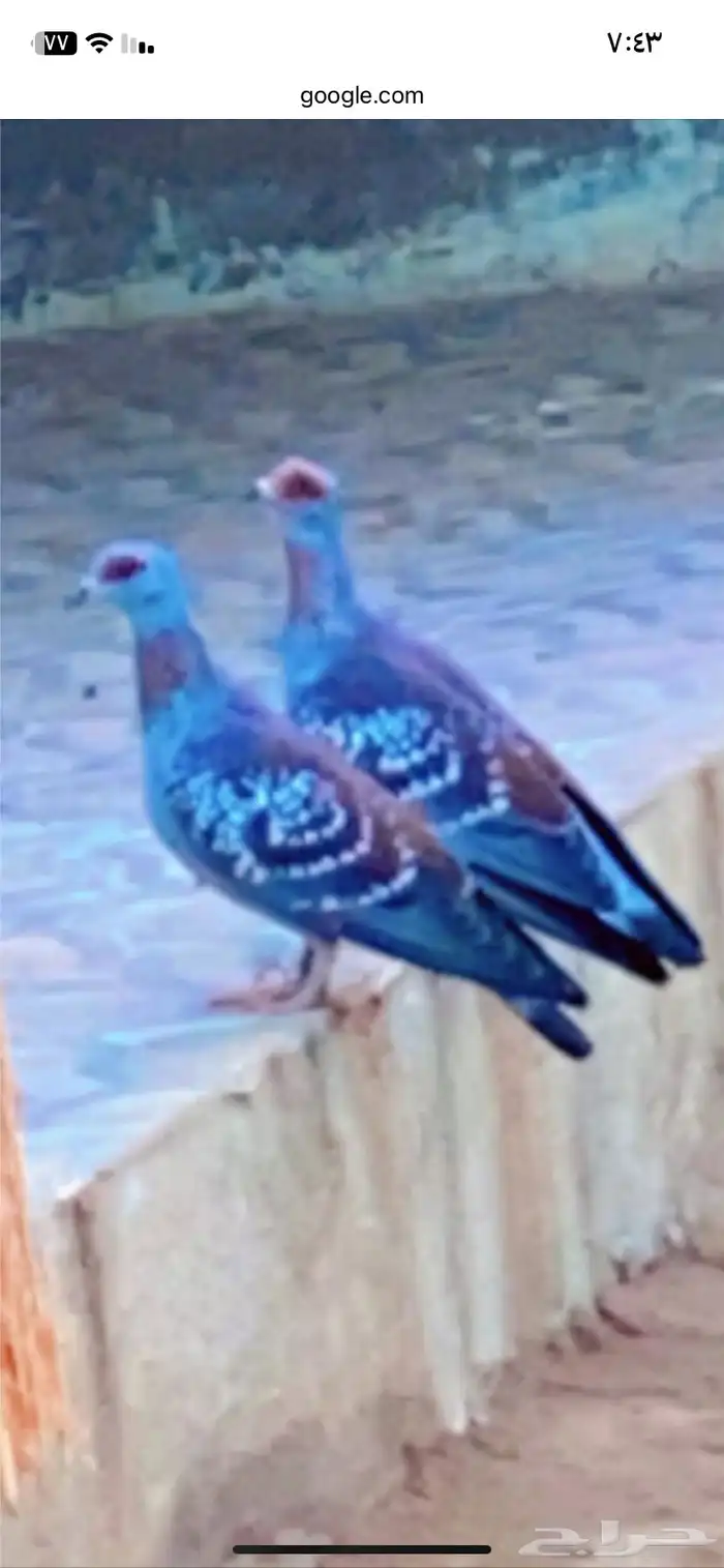 حمام 0