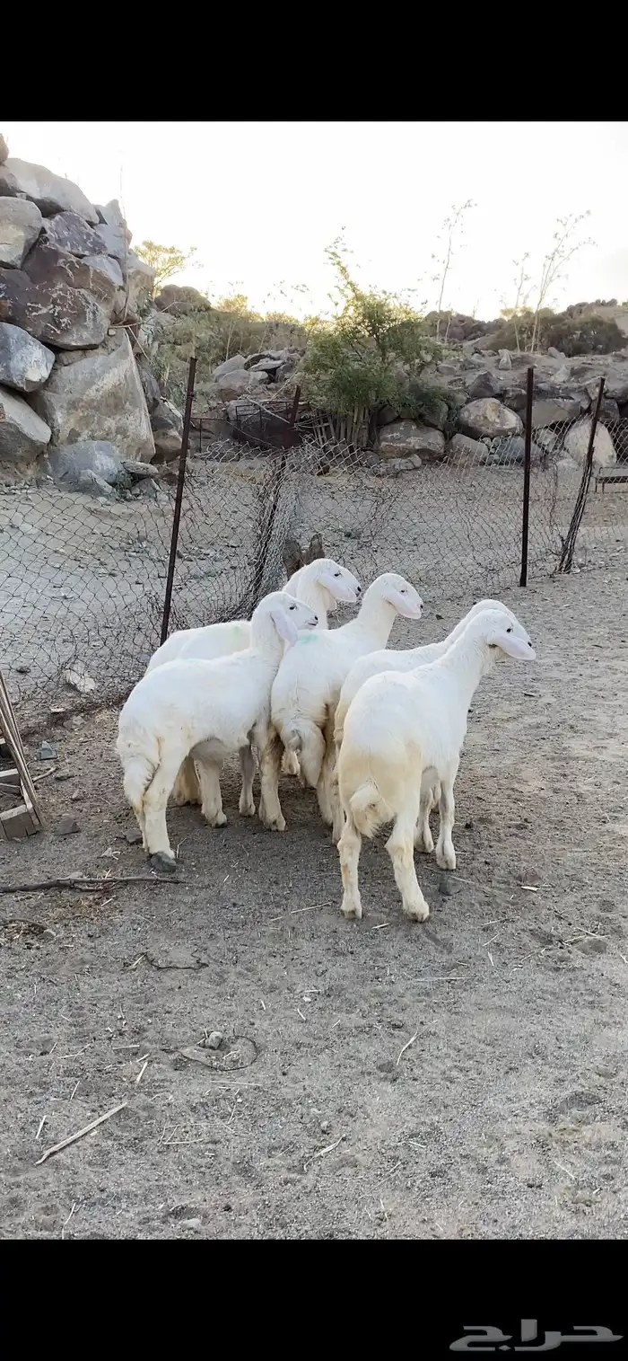 طليان ورخال نضاف وشحم وشعره مشالله تم البيع 0