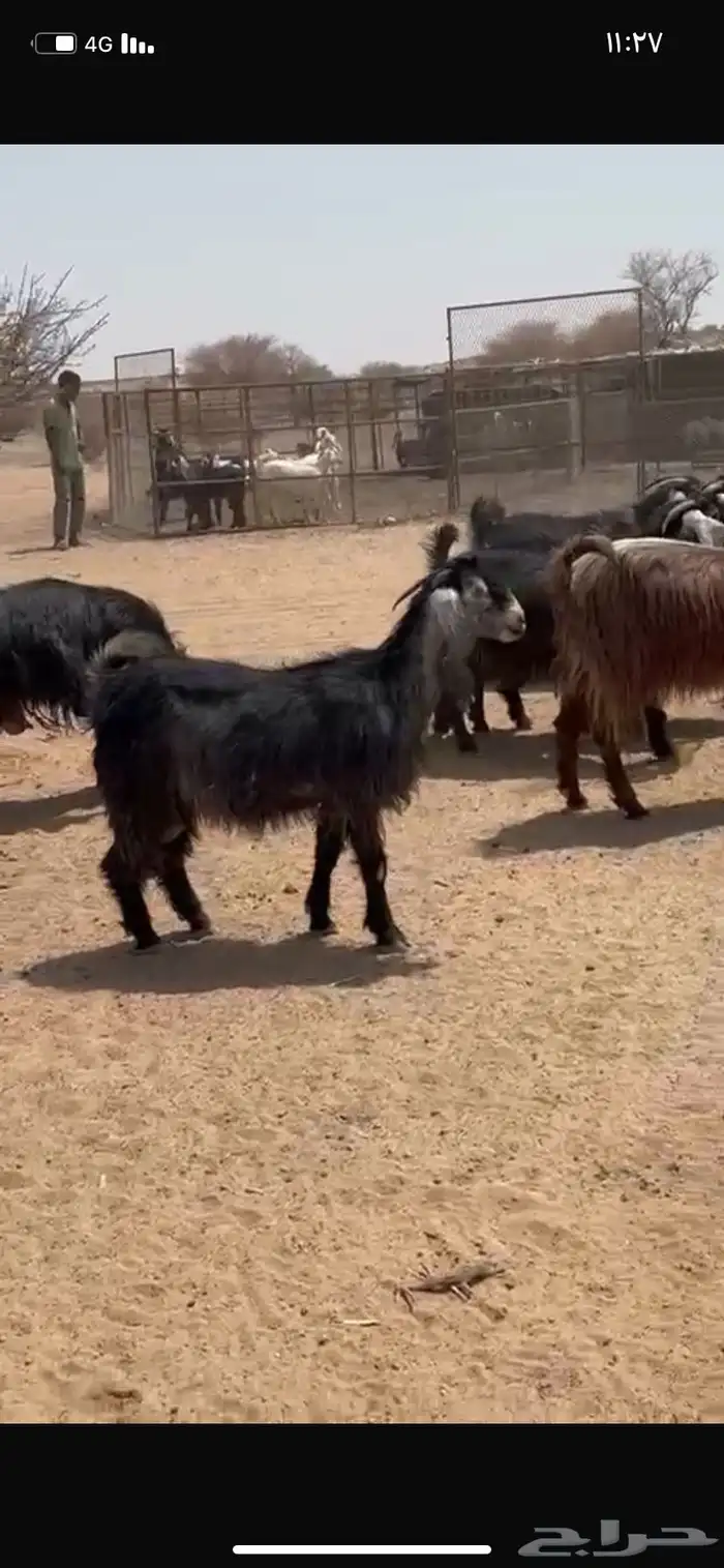 معزا عوارض 9