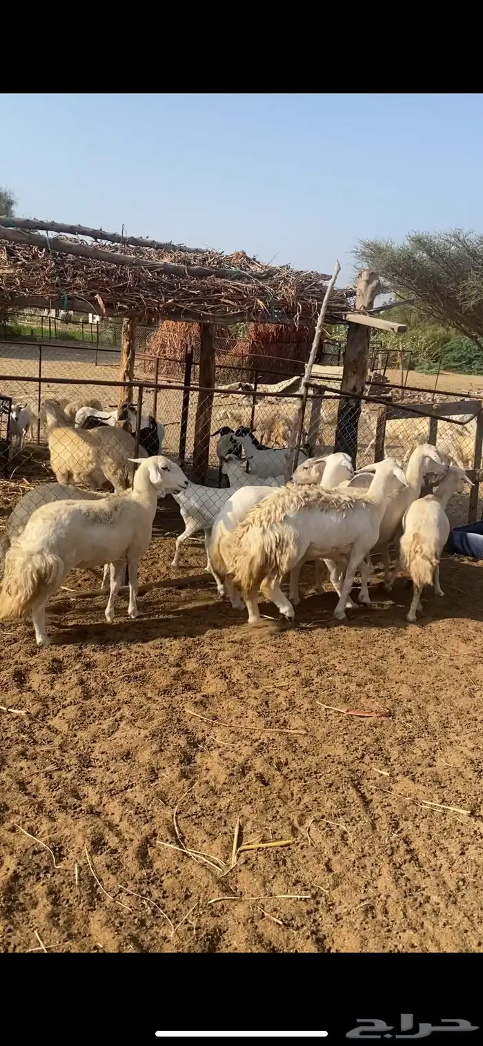 ضان العدد 6 3