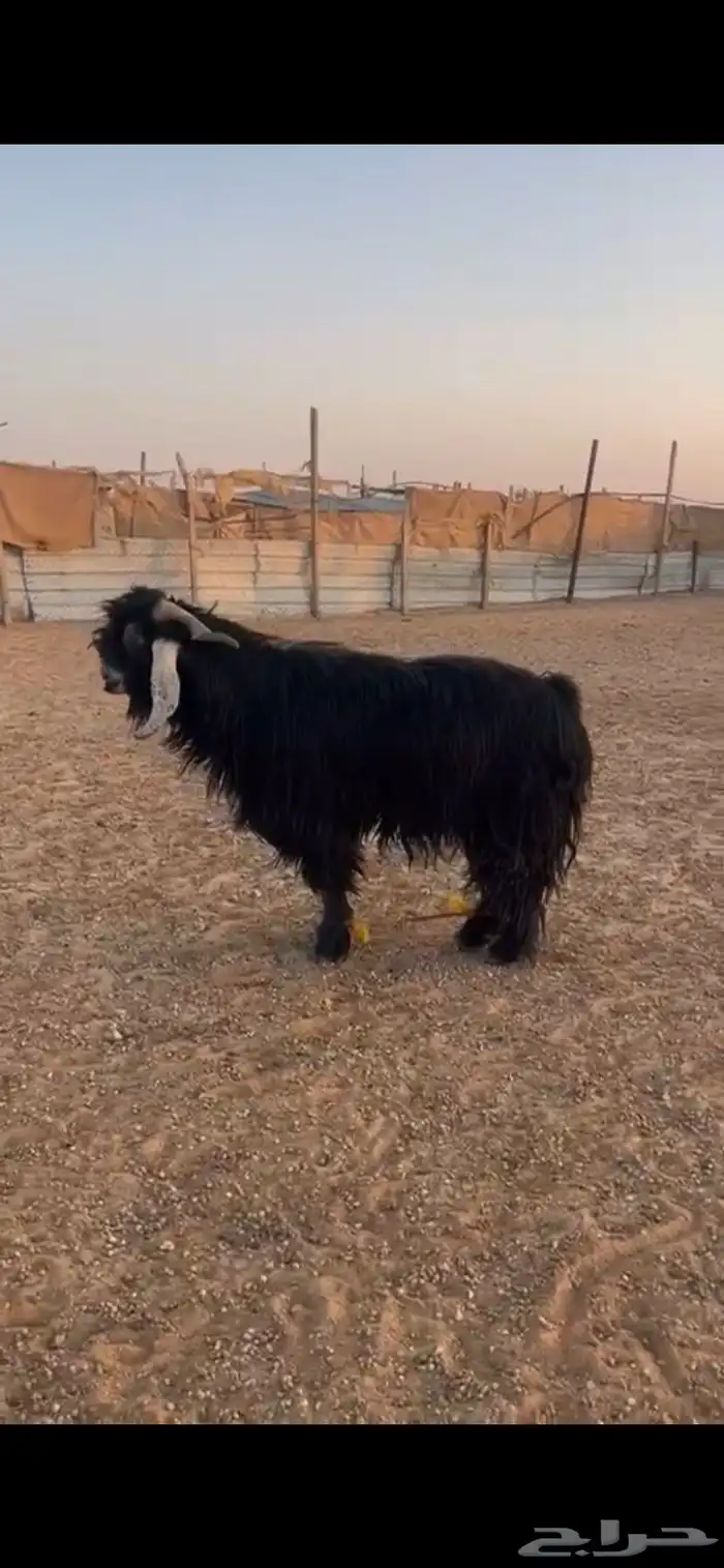 معزا دفيع شرط 3