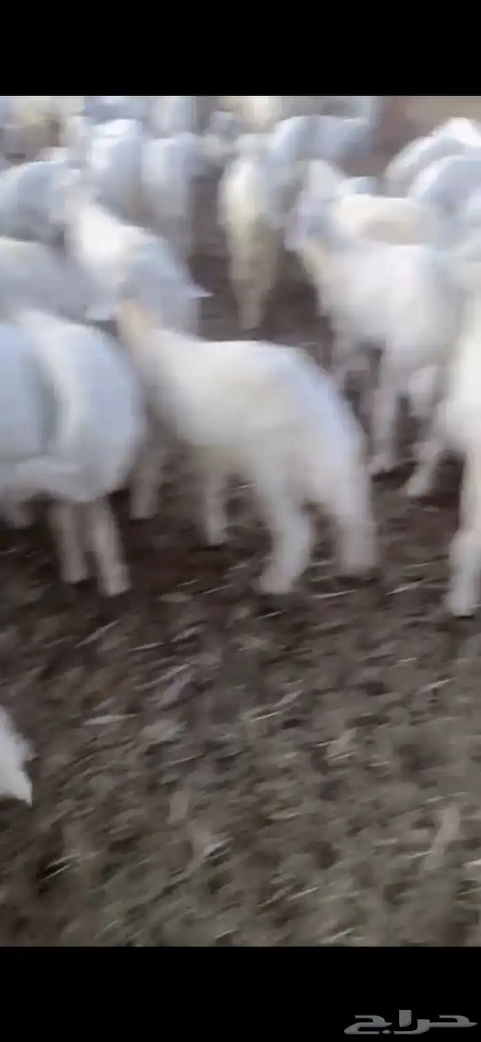 بهم تربيه تم البيع اضغط متابعه 0