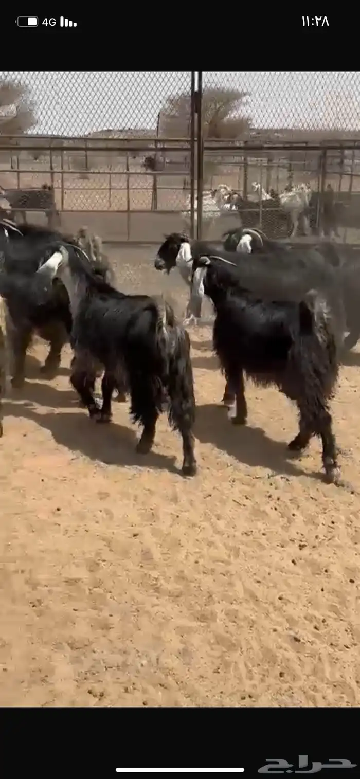 معزا عوارض 6