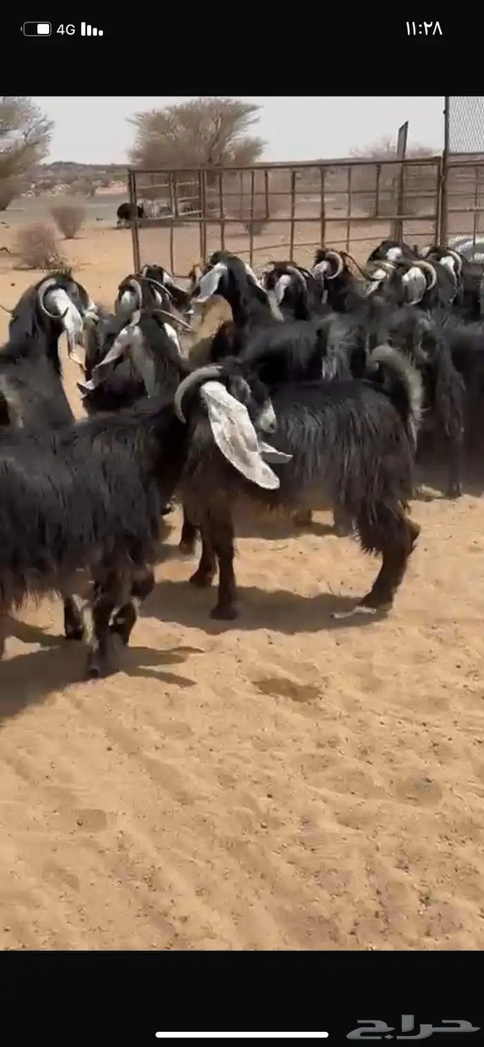 معزا عوارض 3
