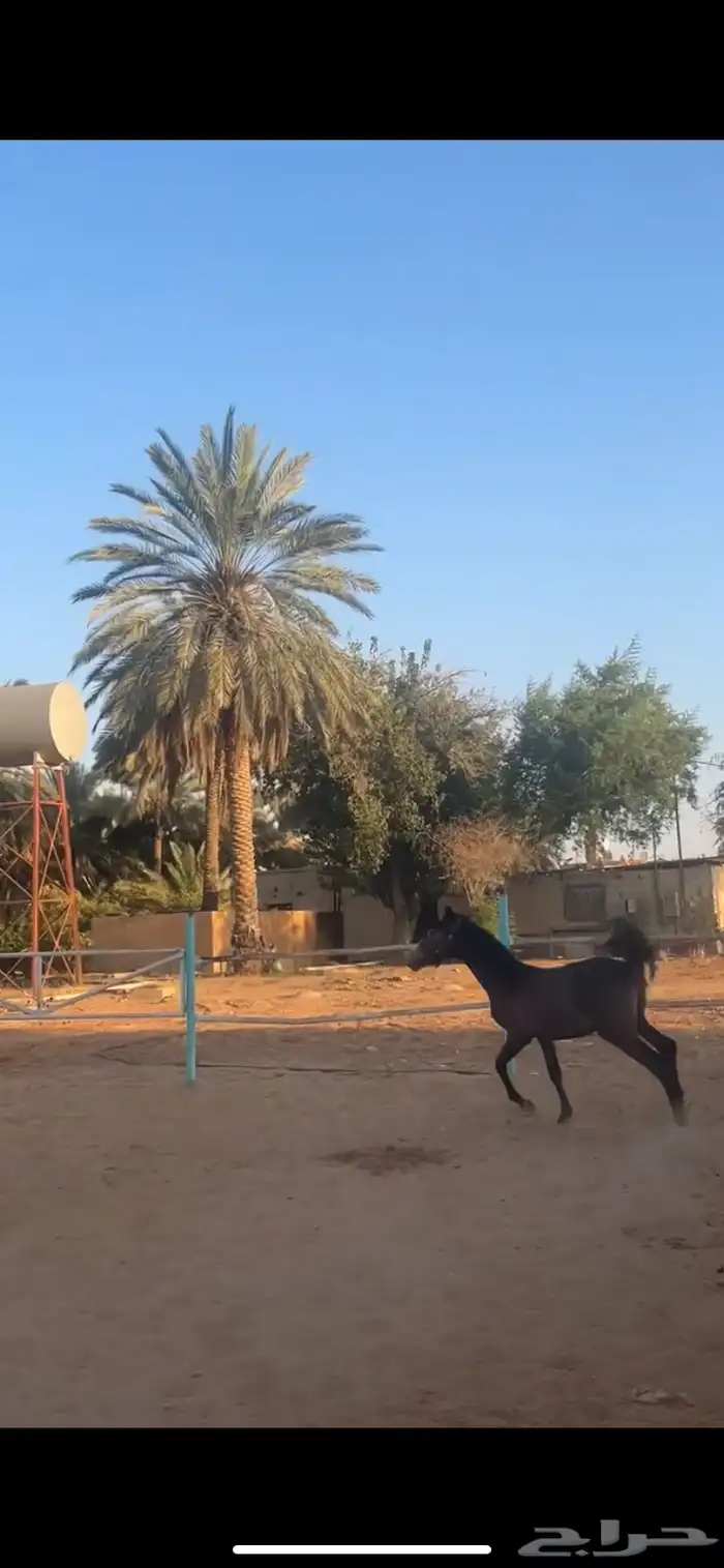 مهر شعبي 0