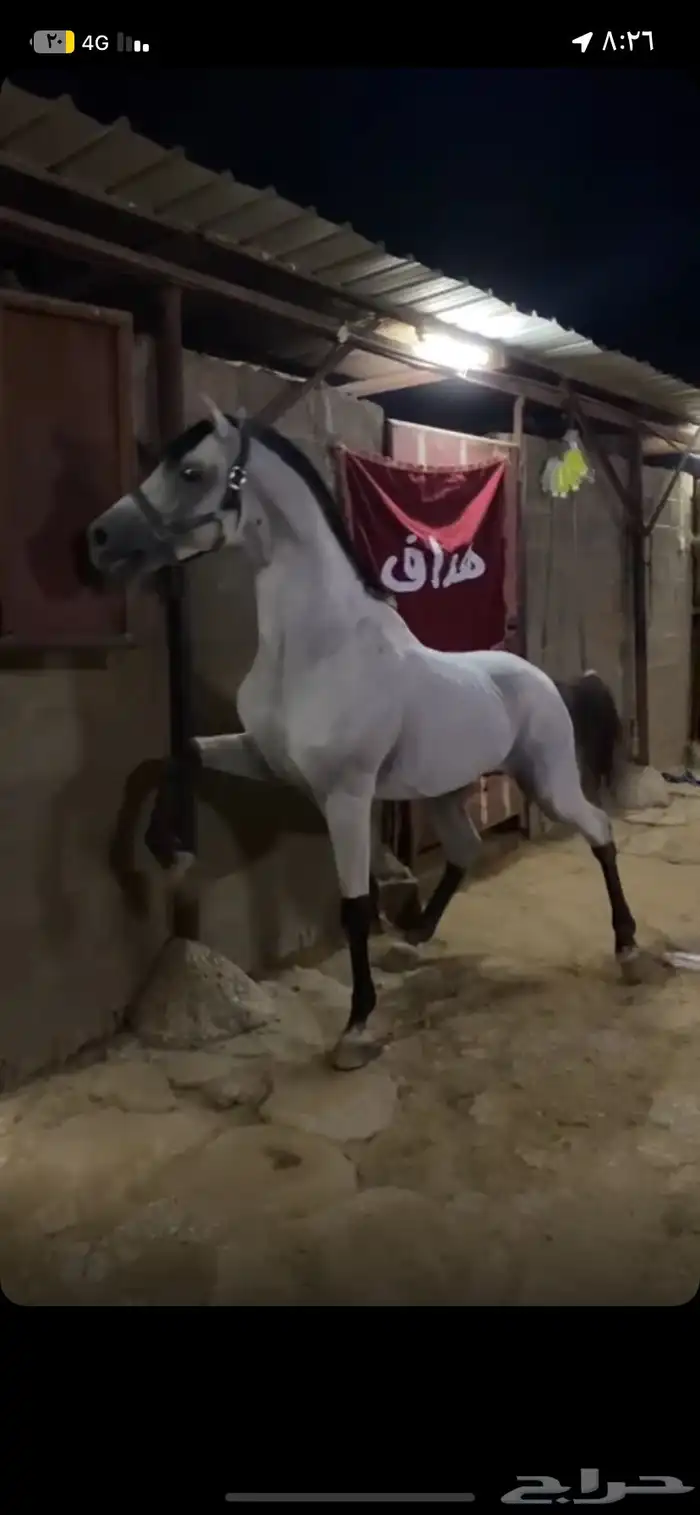 حصان شعبي بطل برصيده 18 كسبه. 0