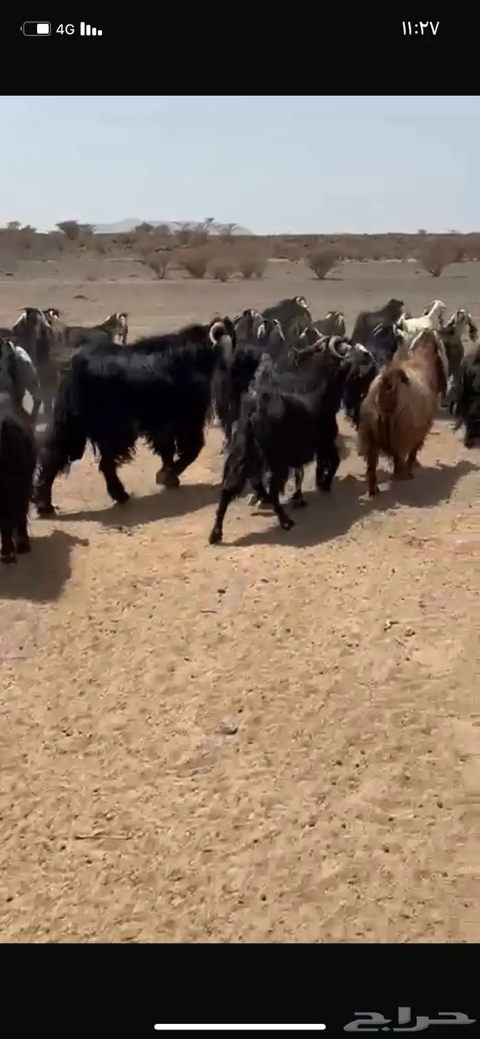 معزا عوارض 11