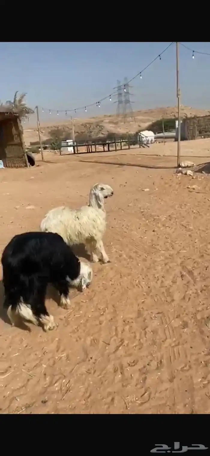 رخال نجد العدد2 1