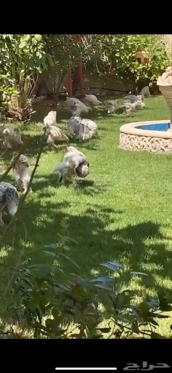 دجاج براهما 0