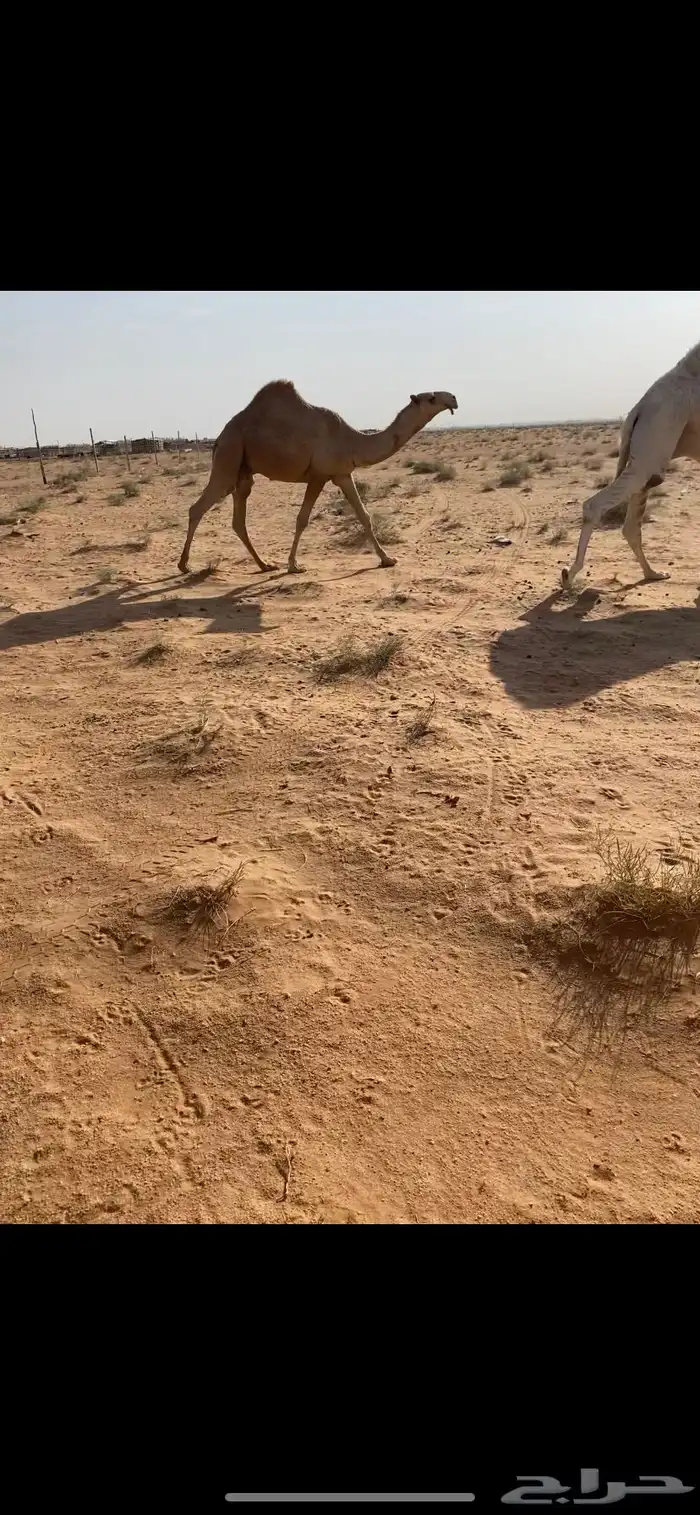 قعود علياني مفرود 1