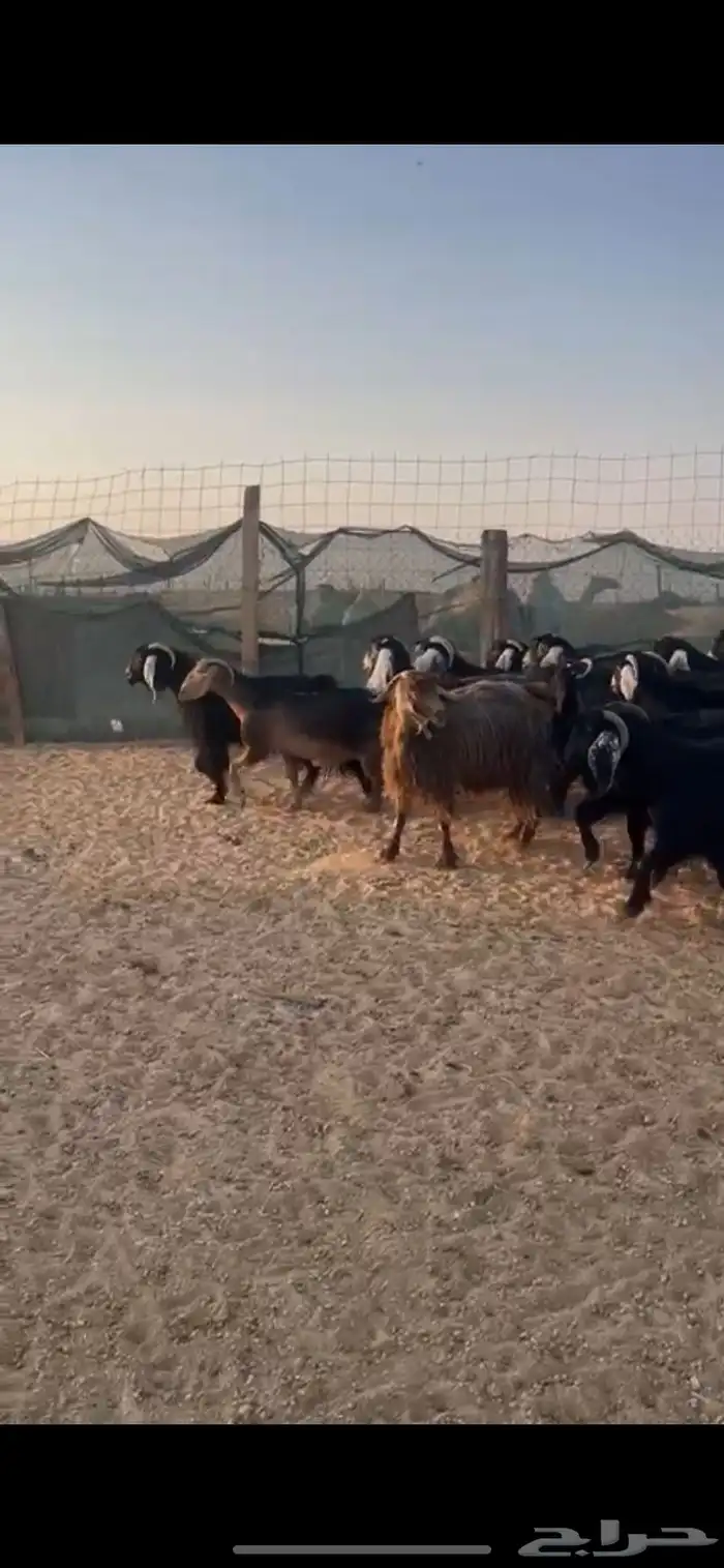 معزا دفيع شرط 4