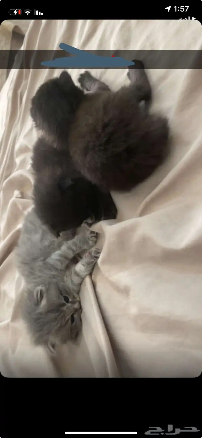 قطط 2