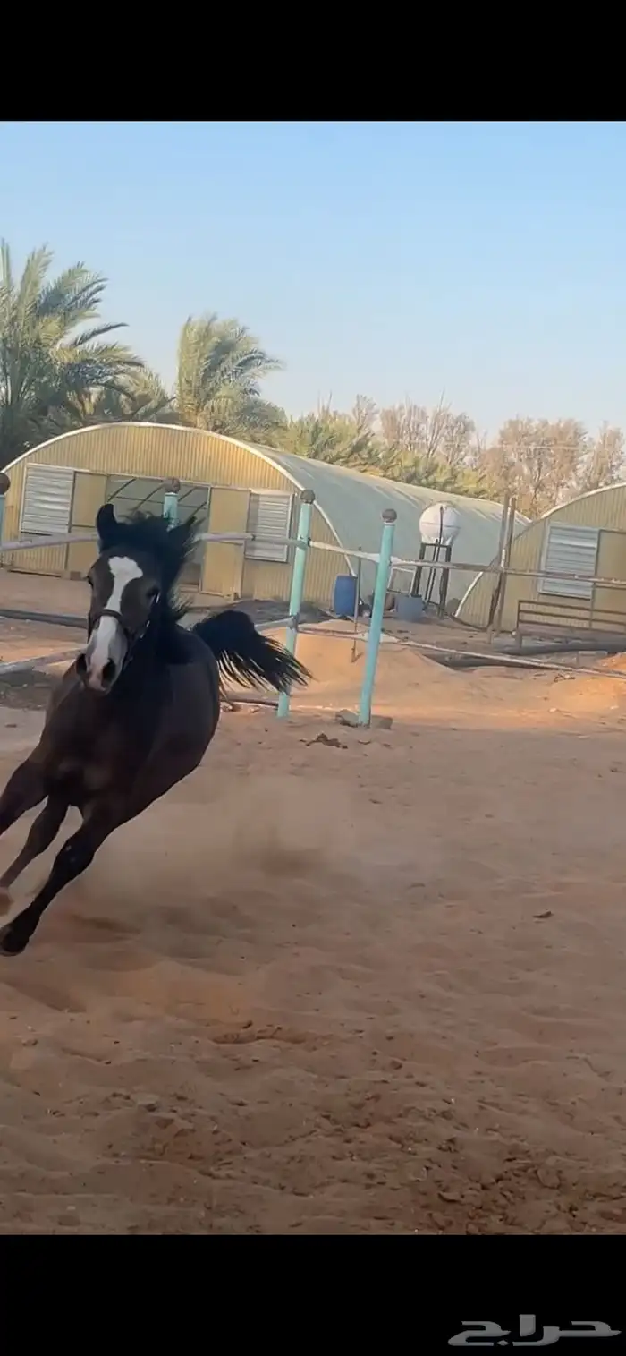 مهر شعبي 3