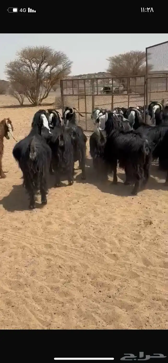 معزا عوارض 8