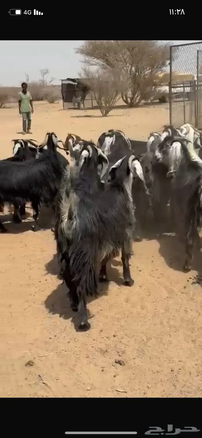 معزا عوارض 7