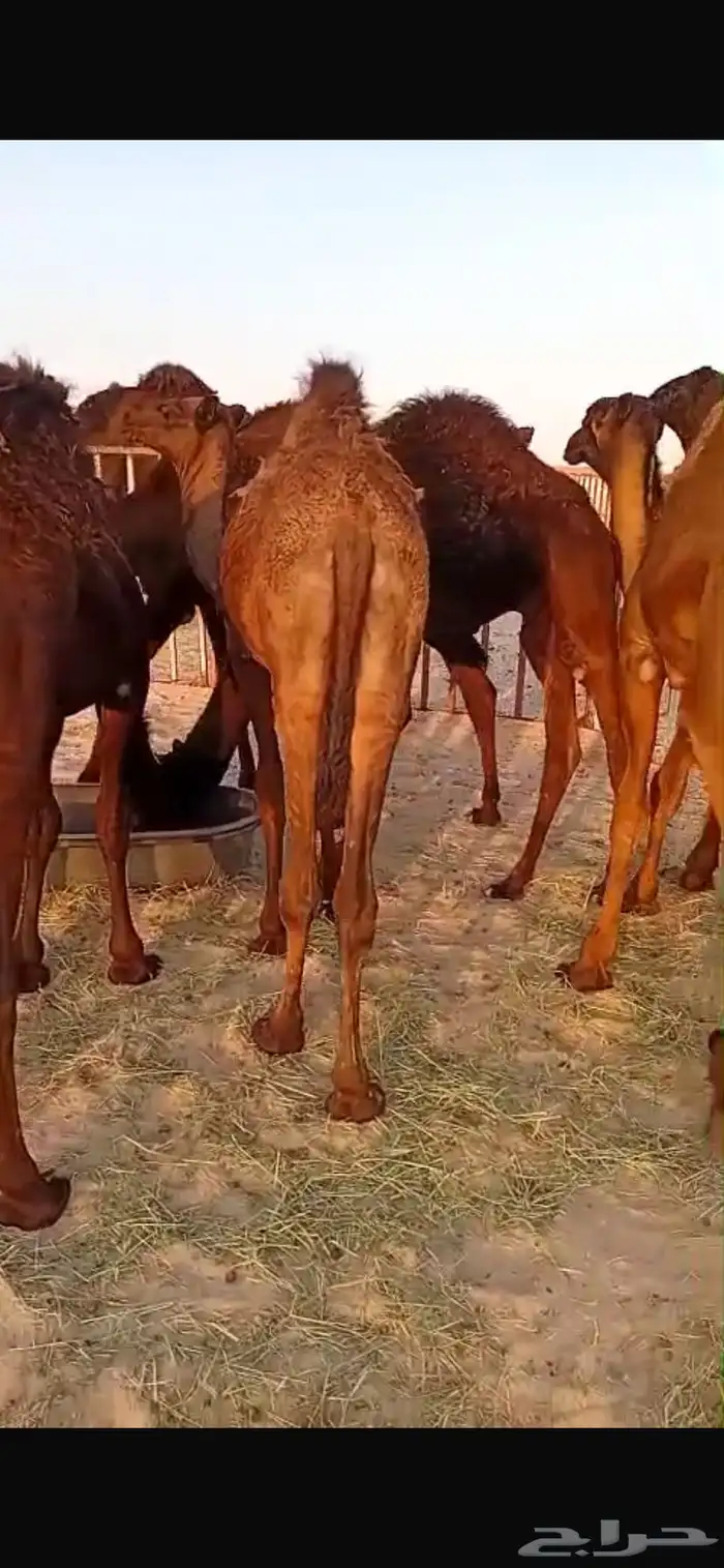 حشوان قصب بريه مراح واحد فيها عماني وبكره 2