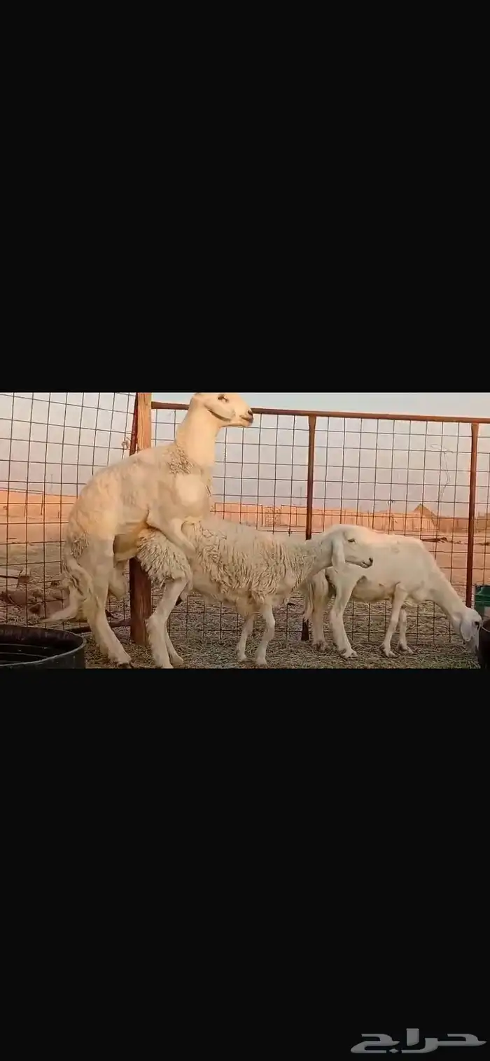 فحل حري صنف ثني مشروط 6