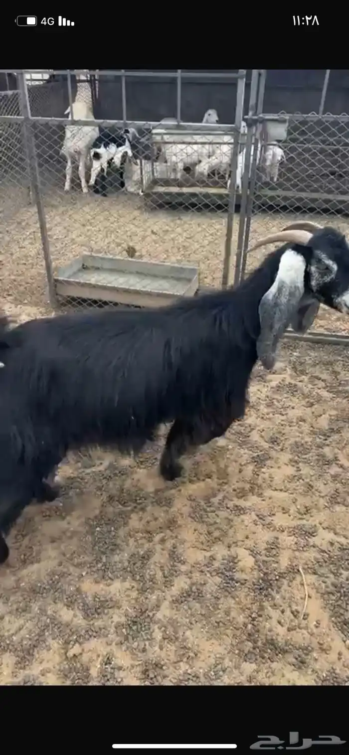 معزا عوارض 1