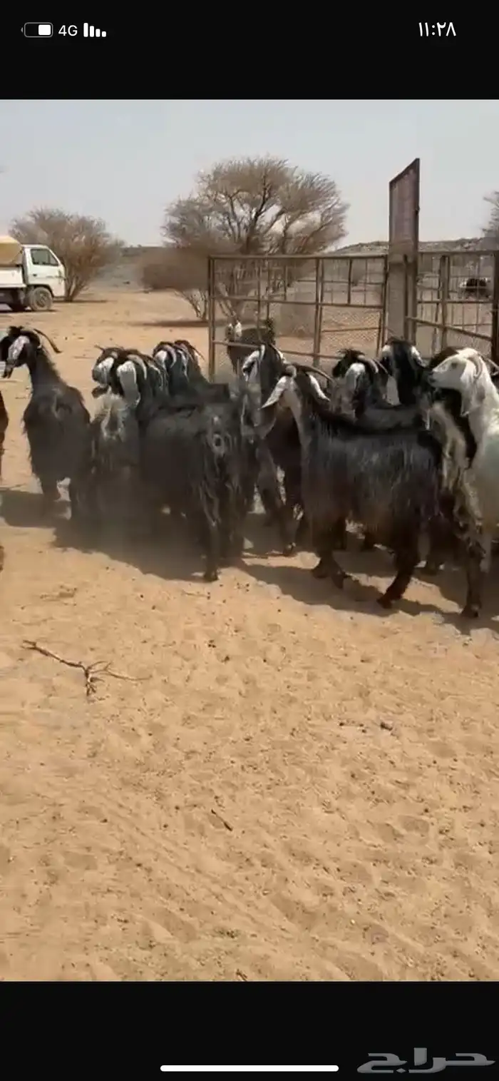 معزا عوارض 4