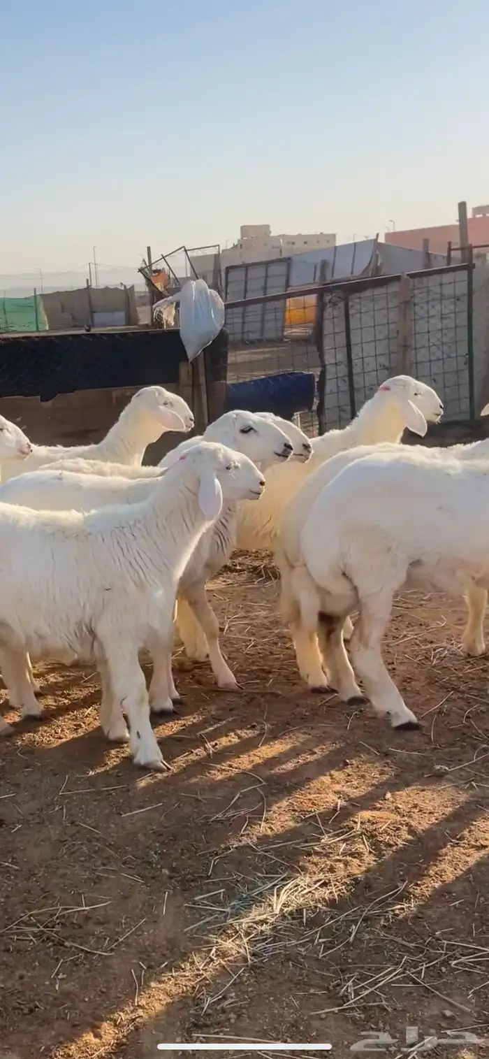 تم البيع رخال صنف طقم امهاتها حرش درجه اولى 2