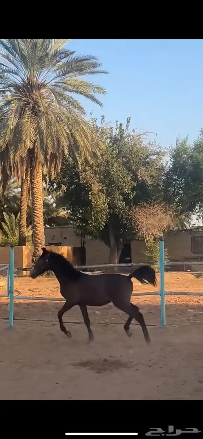 مهر شعبي 1