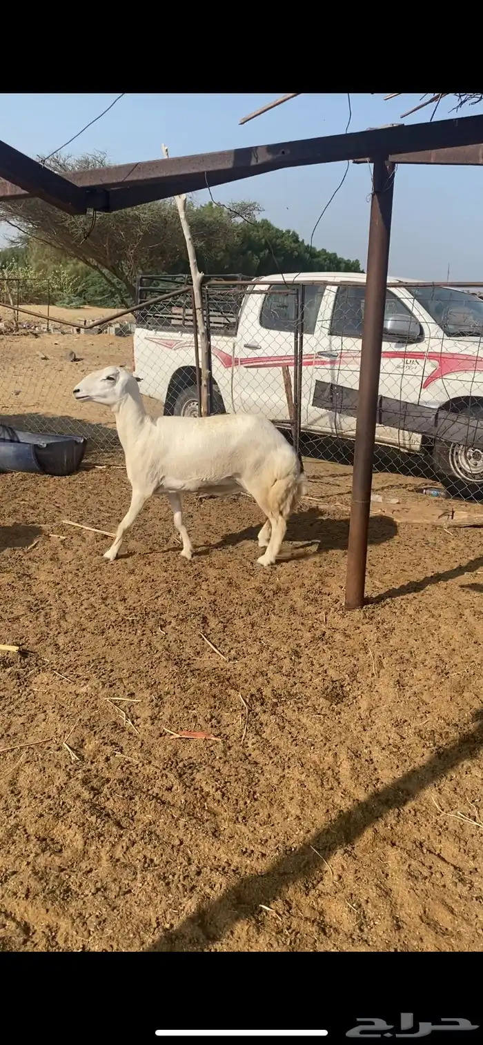 ضان العدد 6 2