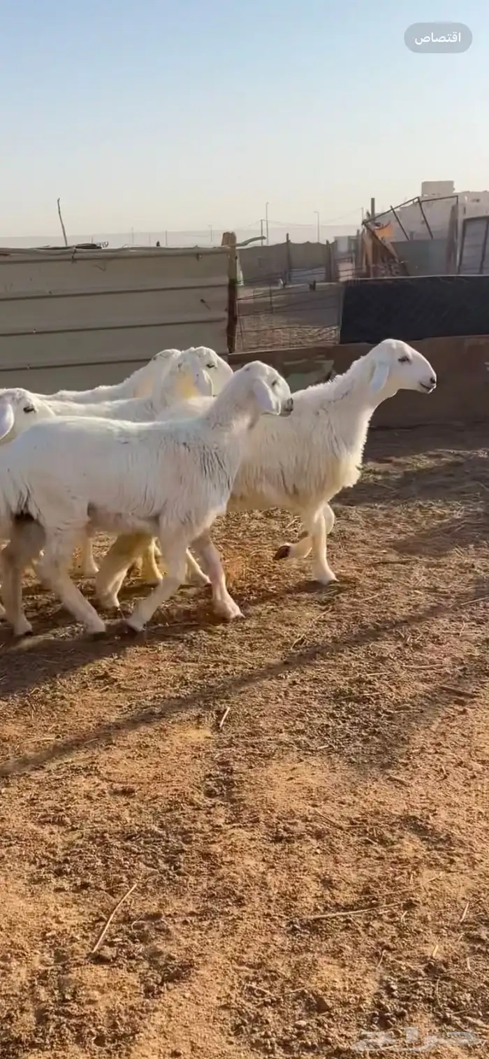 تم البيع رخال صنف طقم امهاتها حرش درجه اولى 3