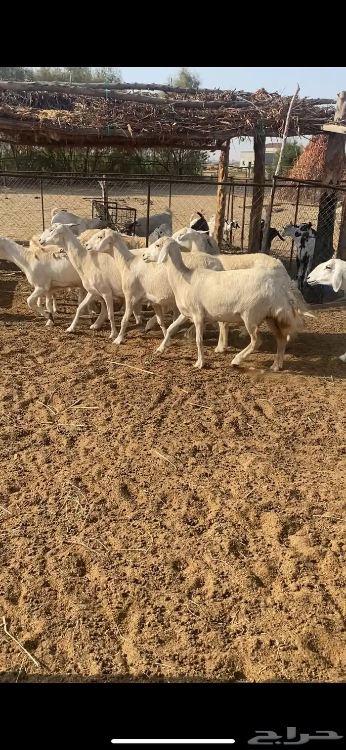 ضان العدد 6 0