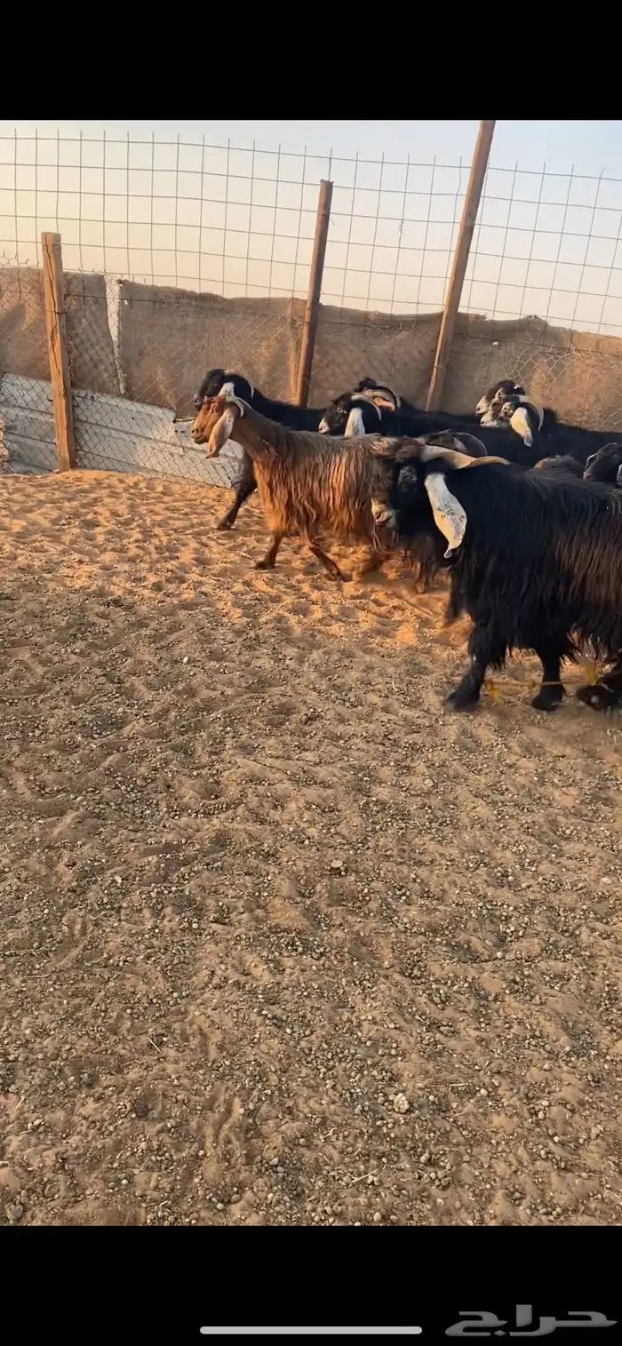 معزا دفيع شرط 2