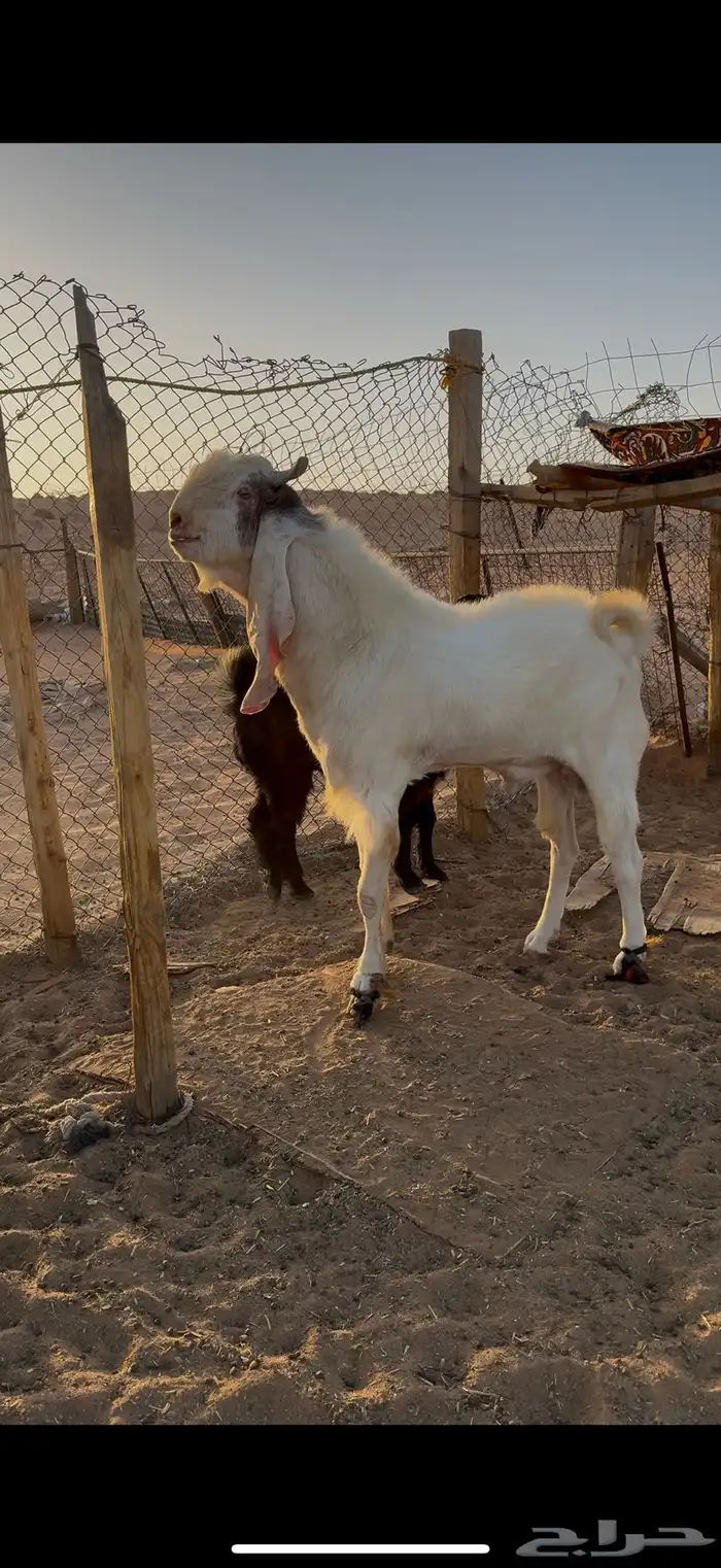 فحول هولنديات مشروكة مع عوارض صنف 1