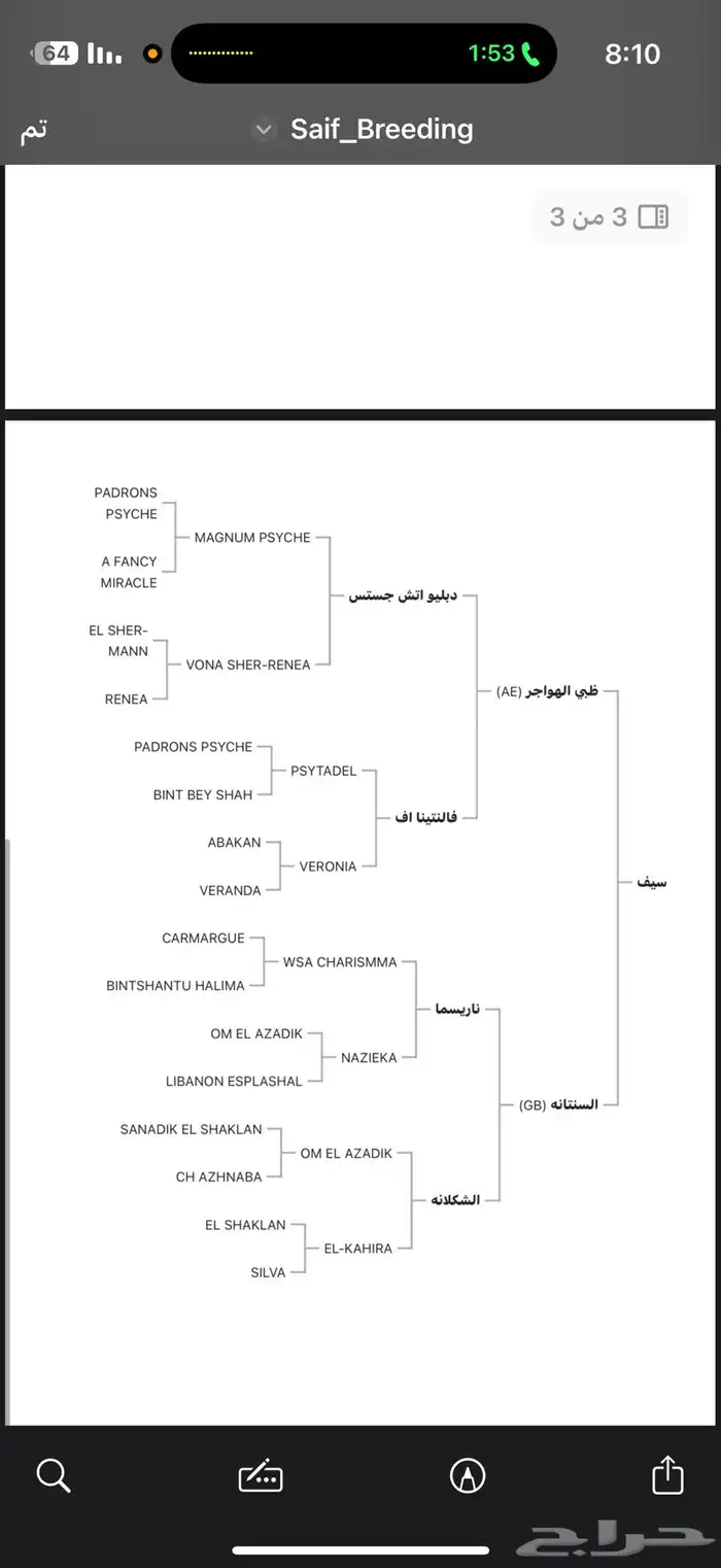 حصان واهو فاخر 6