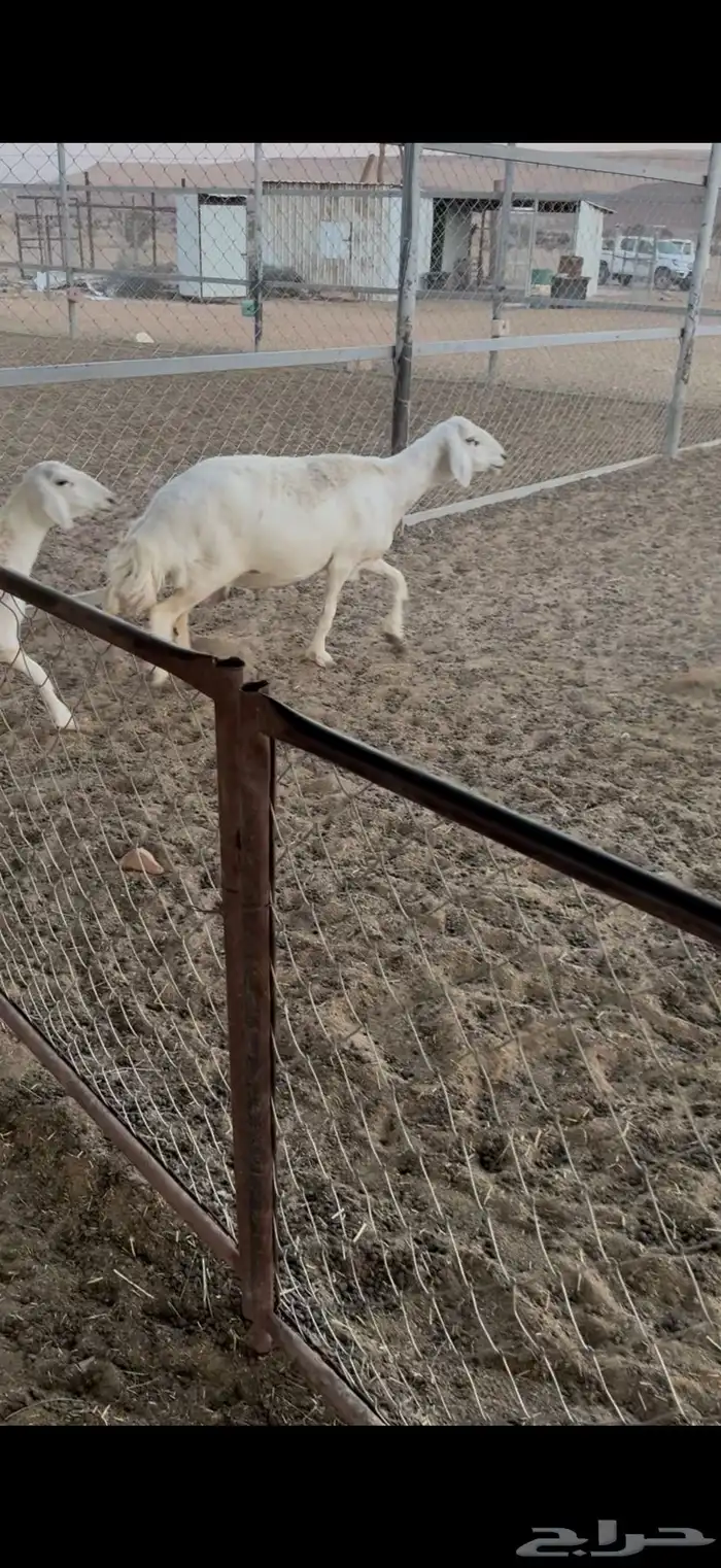 حريات متابيع 4