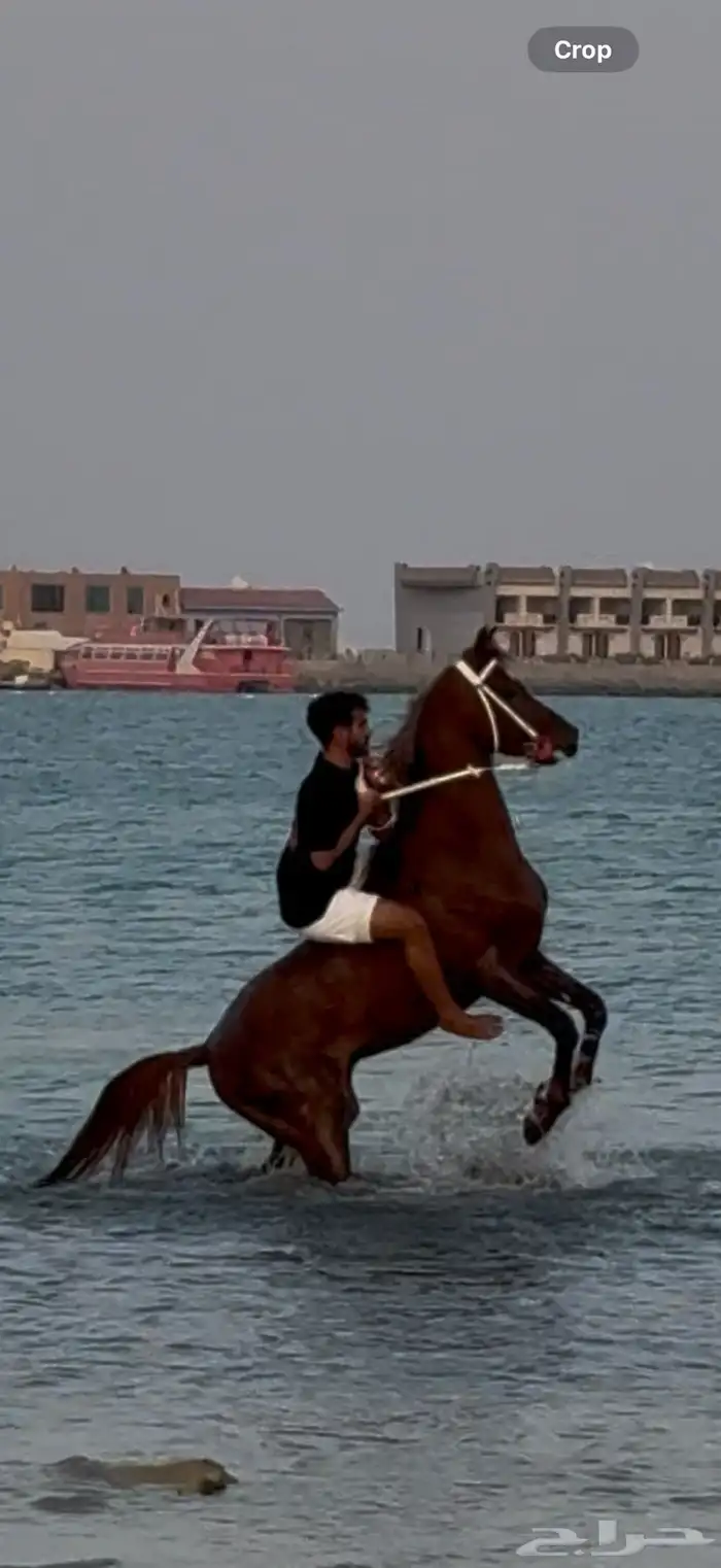 خيل 5
