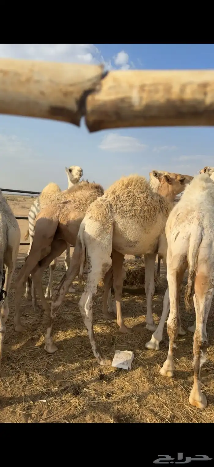 حشو قصب فاخره 3