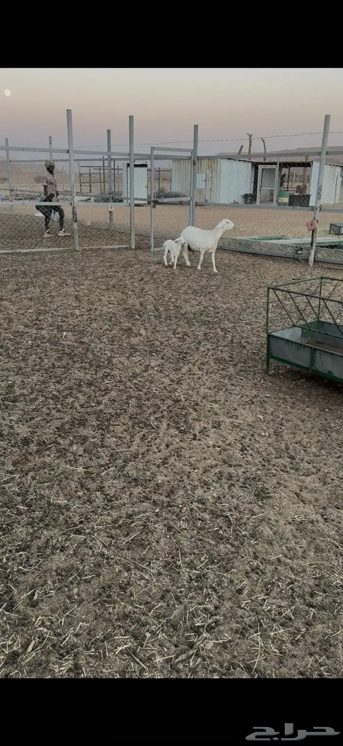 حريات متابيع 0