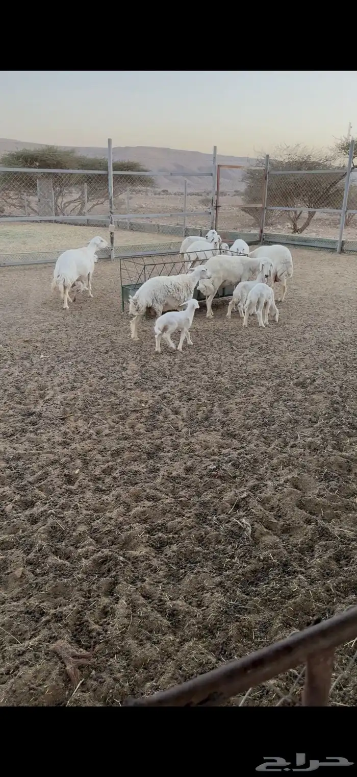 حريات متابيع 3