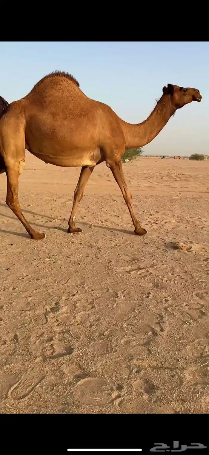 للبيع ناقه ساحليه لقحه كفو 1