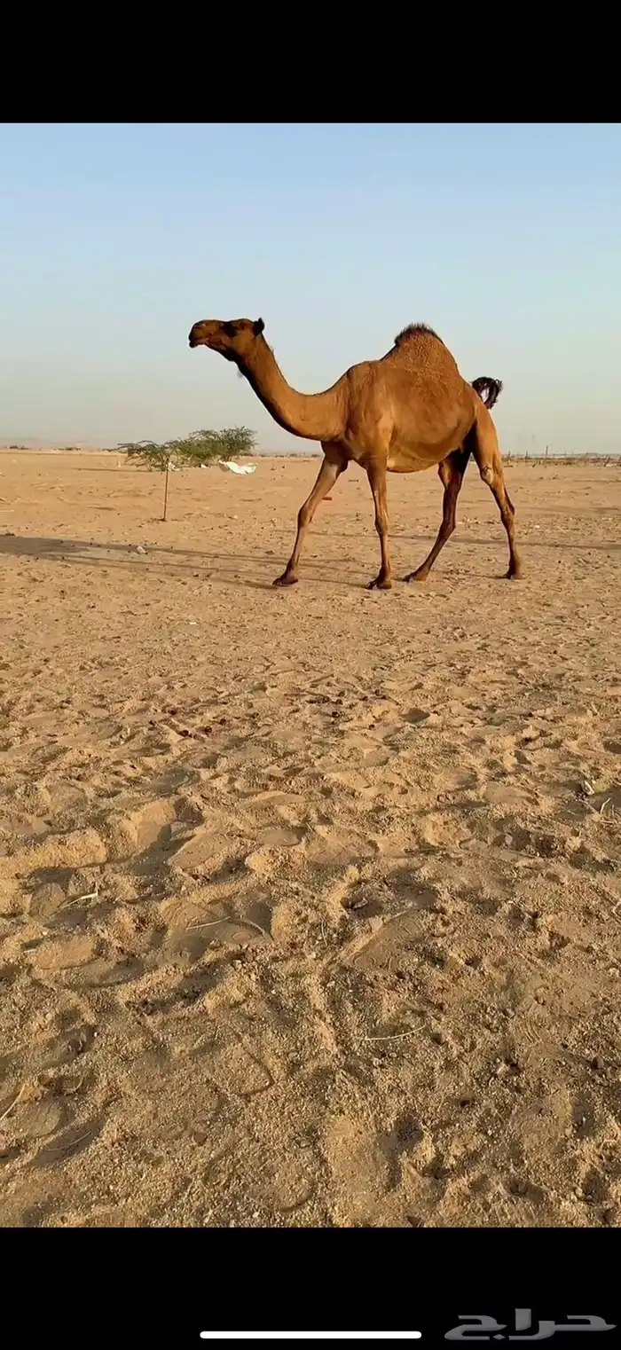 للبيع ناقه ساحليه لقحه كفو 0