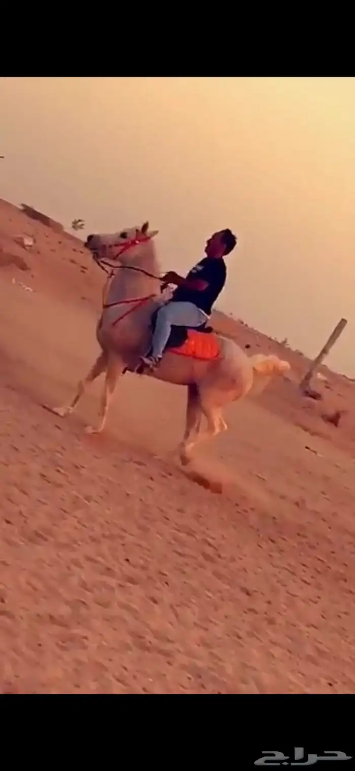 فرس طرب علي يد الخيال 1
