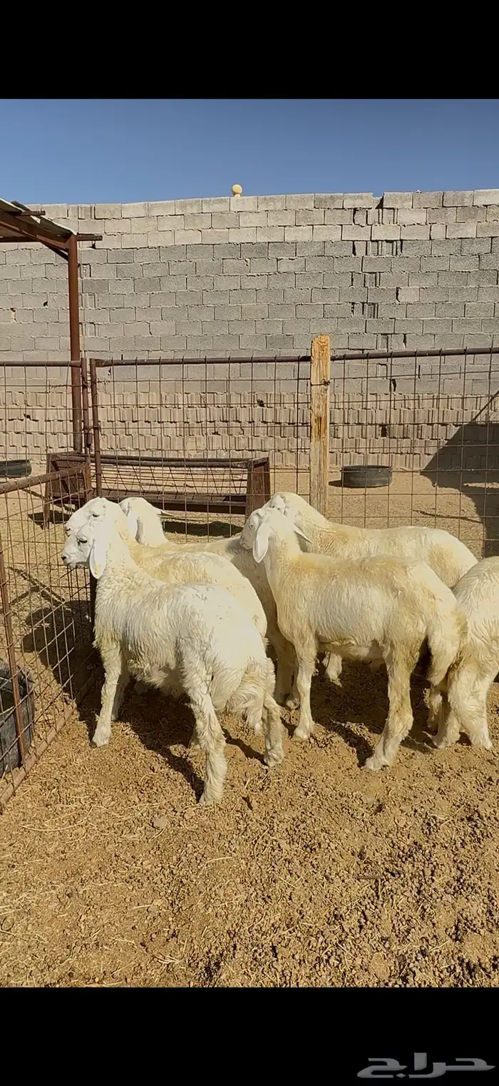 طليان وتيوس وسواكن ذبايح للبيع مع خدمة الذبح والتوصيل 8