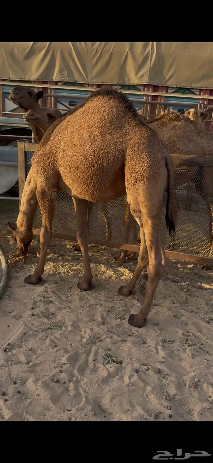 قعود 1