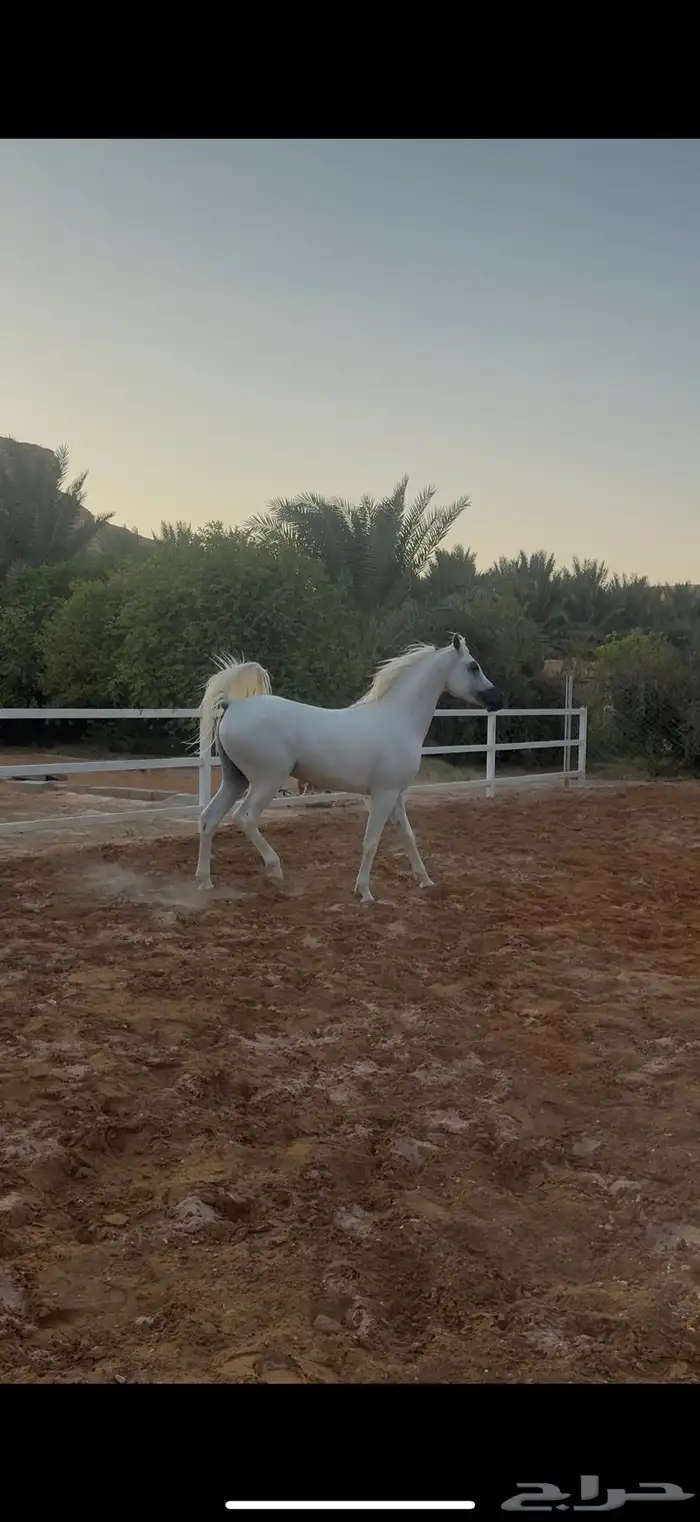 حصان واهو فاخر 3