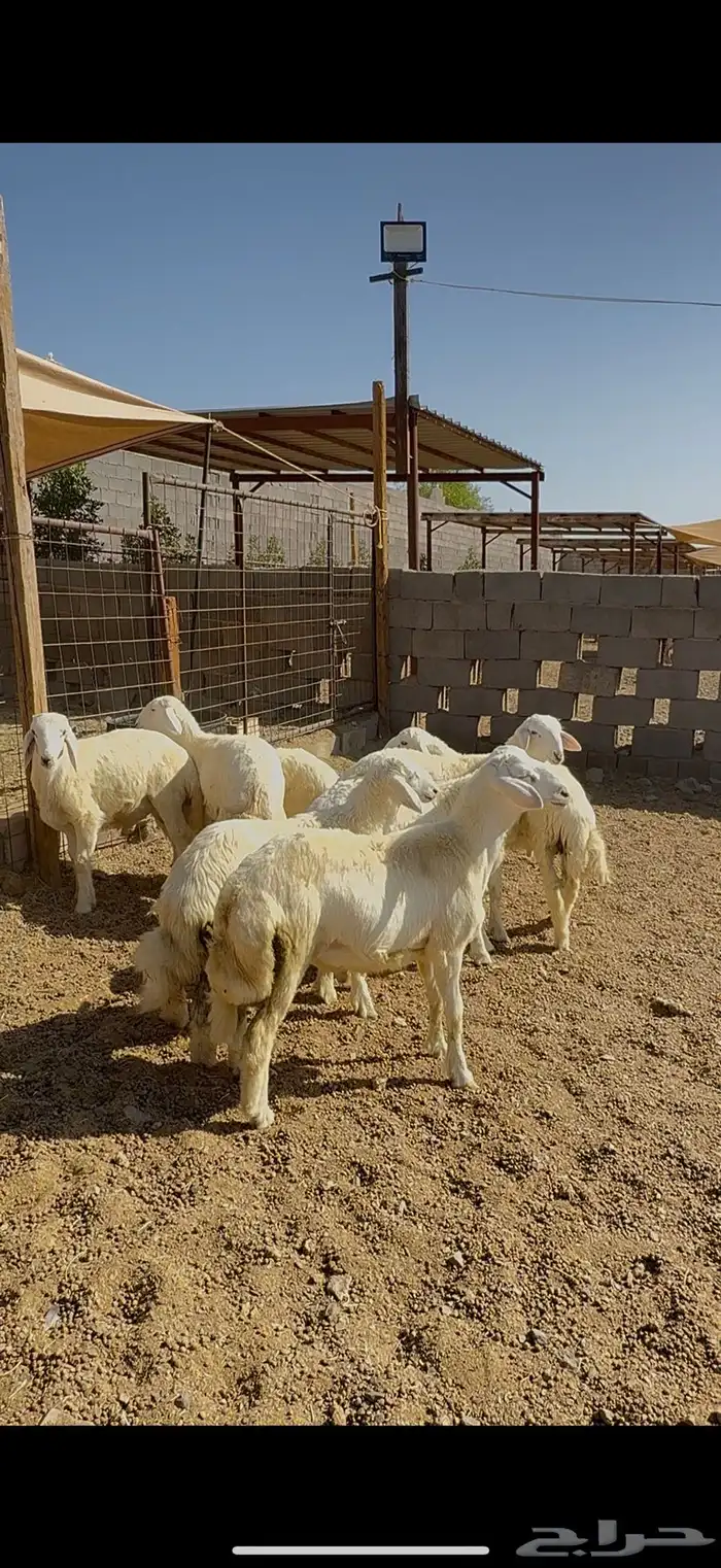 طليان وتيوس وسواكن ذبايح للبيع مع خدمة الذبح والتوصيل 11
