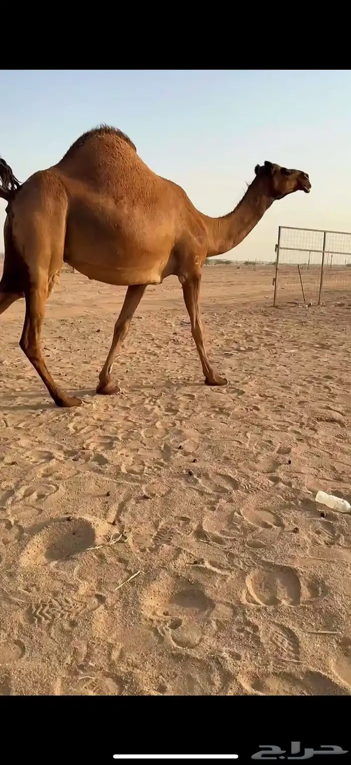 للبيع ناقه ساحليه لقحه كفو 3