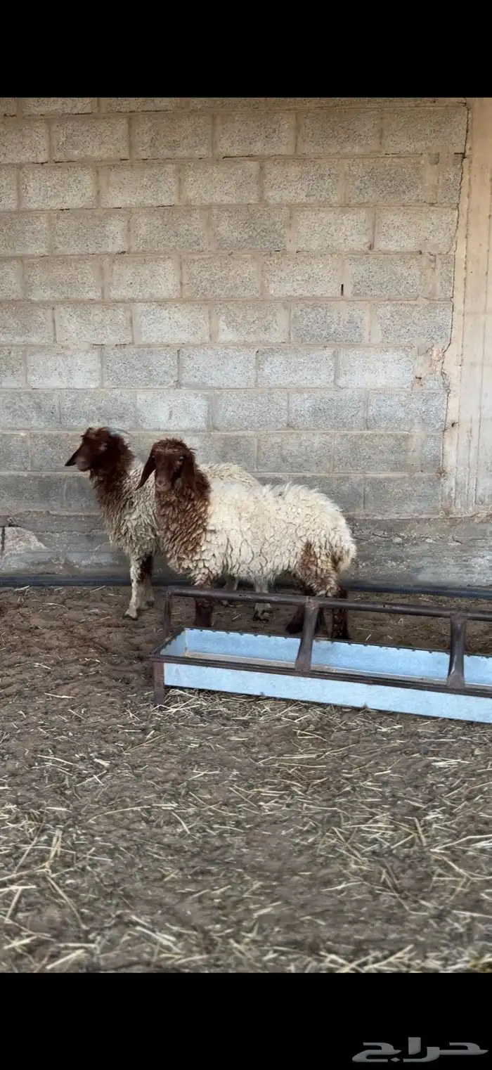 هرافي نعيم 1