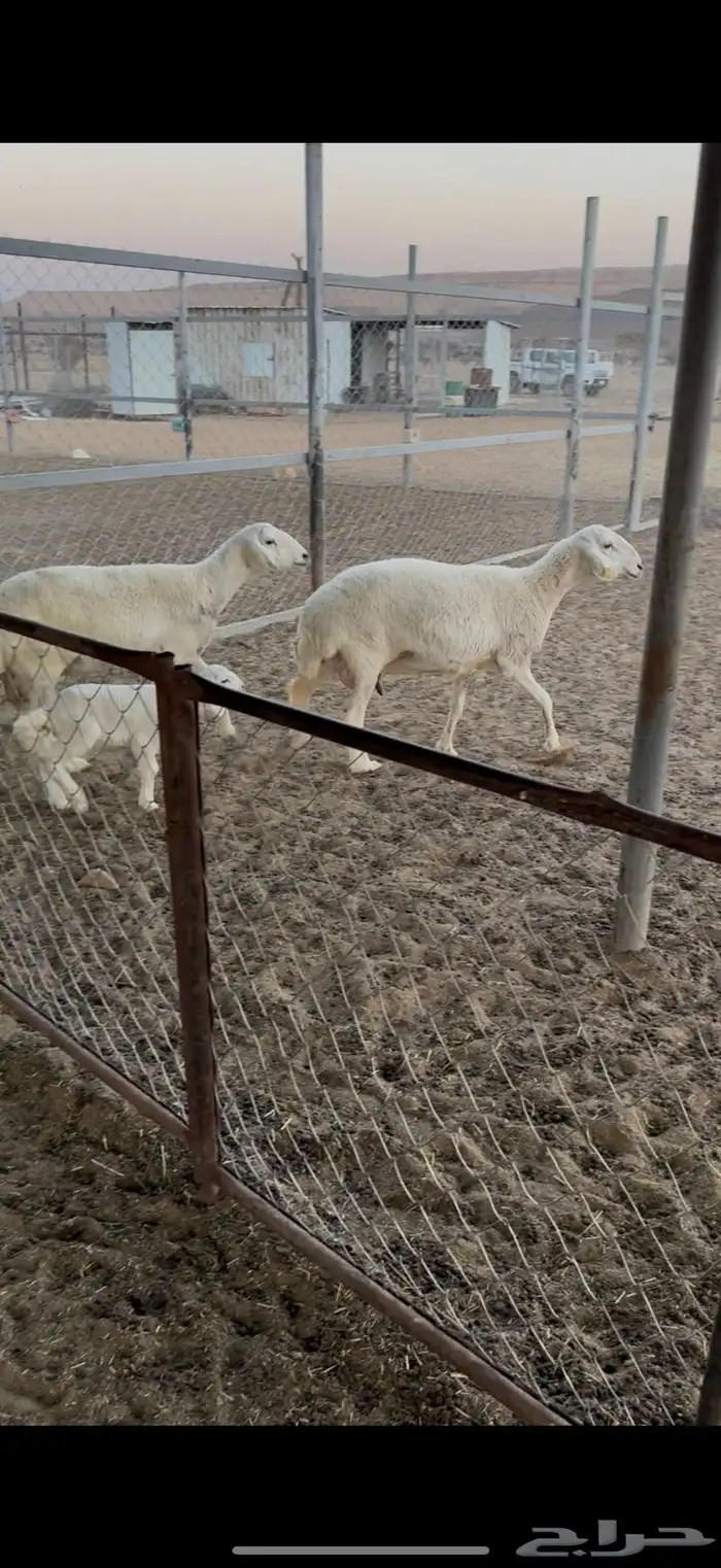 حريات متابيع 5